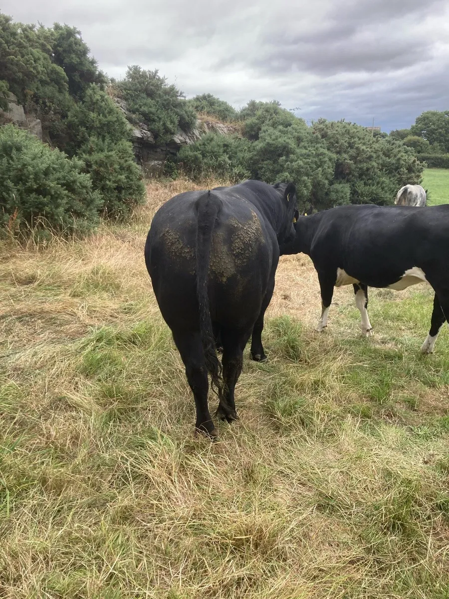 Aberdeen Angus bull - Image 2