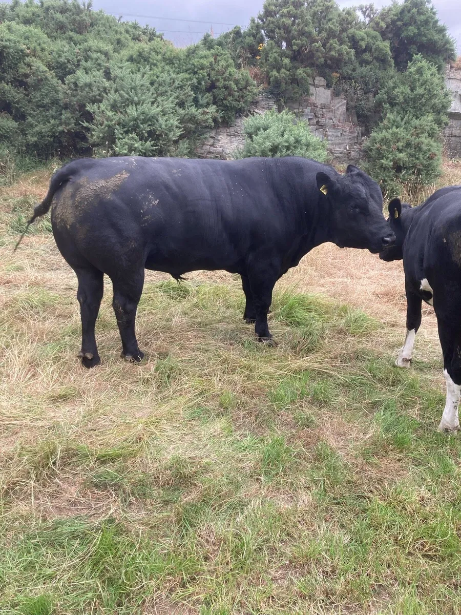 Aberdeen Angus bull - Image 3