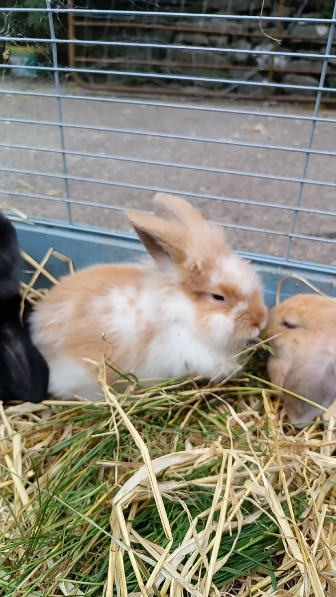 Rabbit - Image 1
