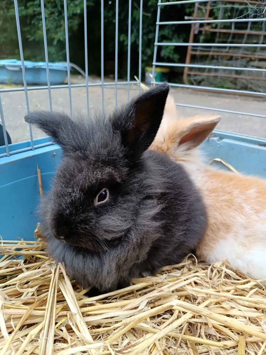 Rabbit - Image 2
