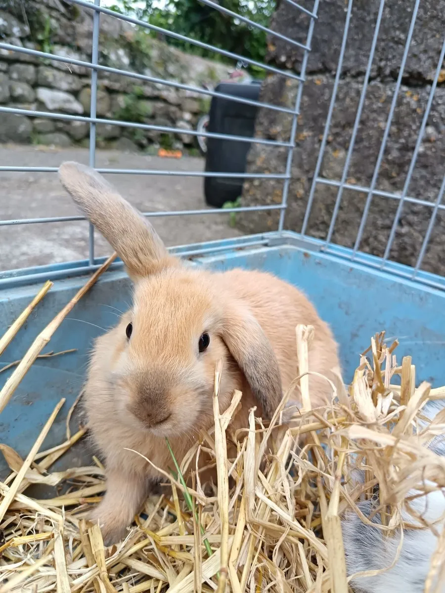 Rabbit - Image 3