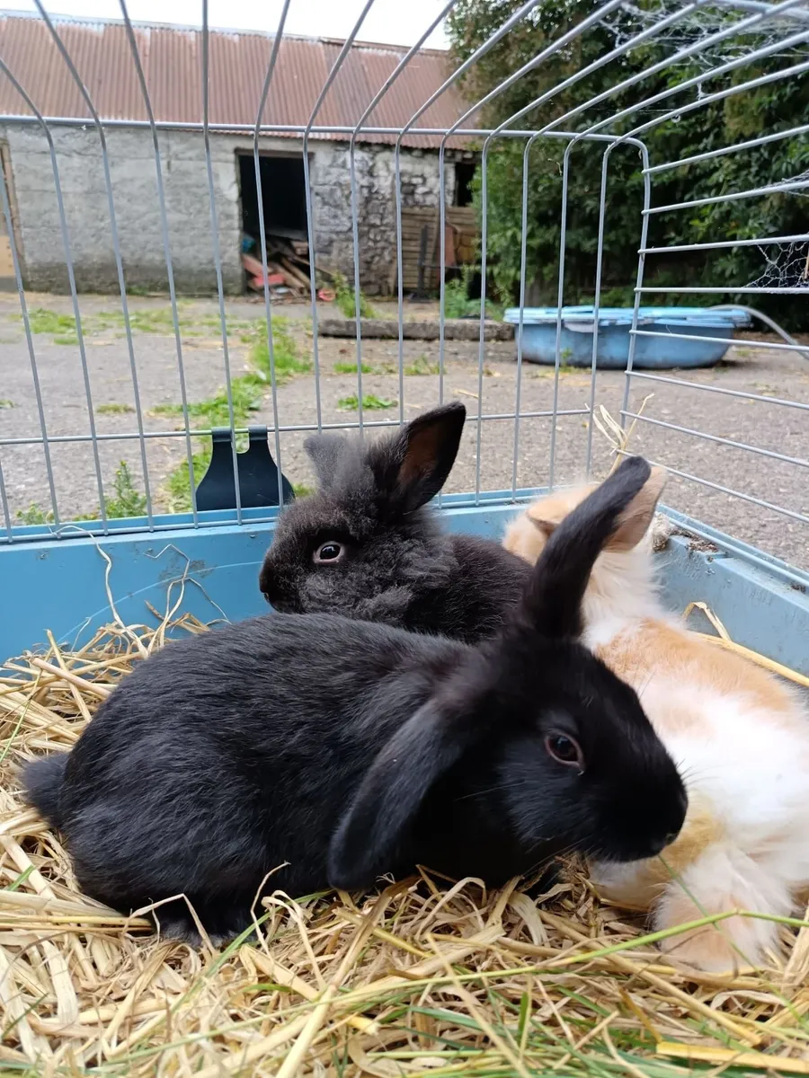 Rabbit - Image 4