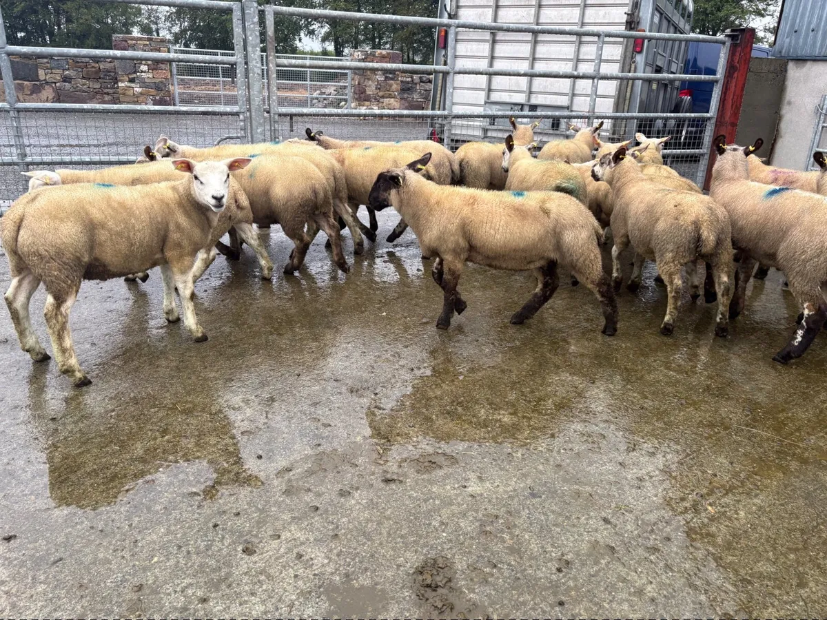 Store lambs - Image 1