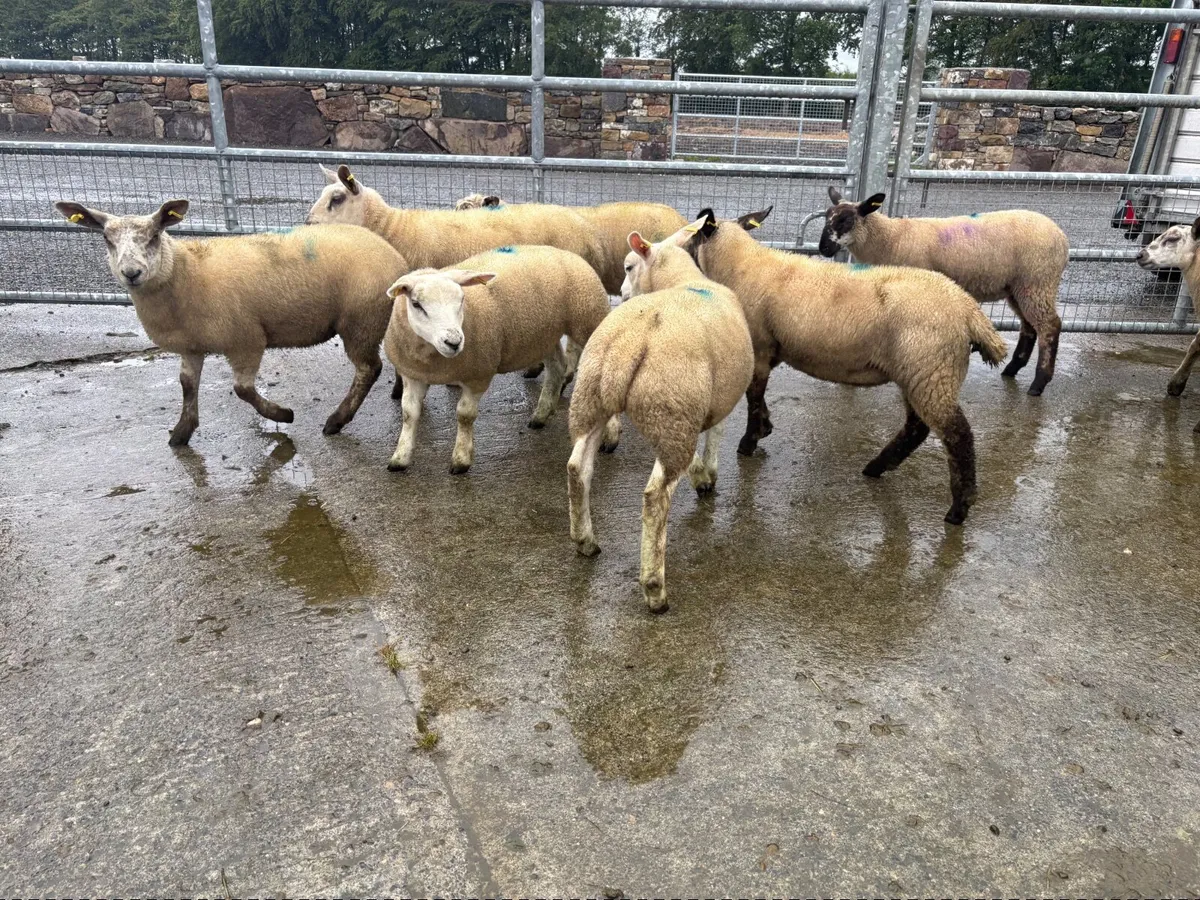 Store lambs - Image 2