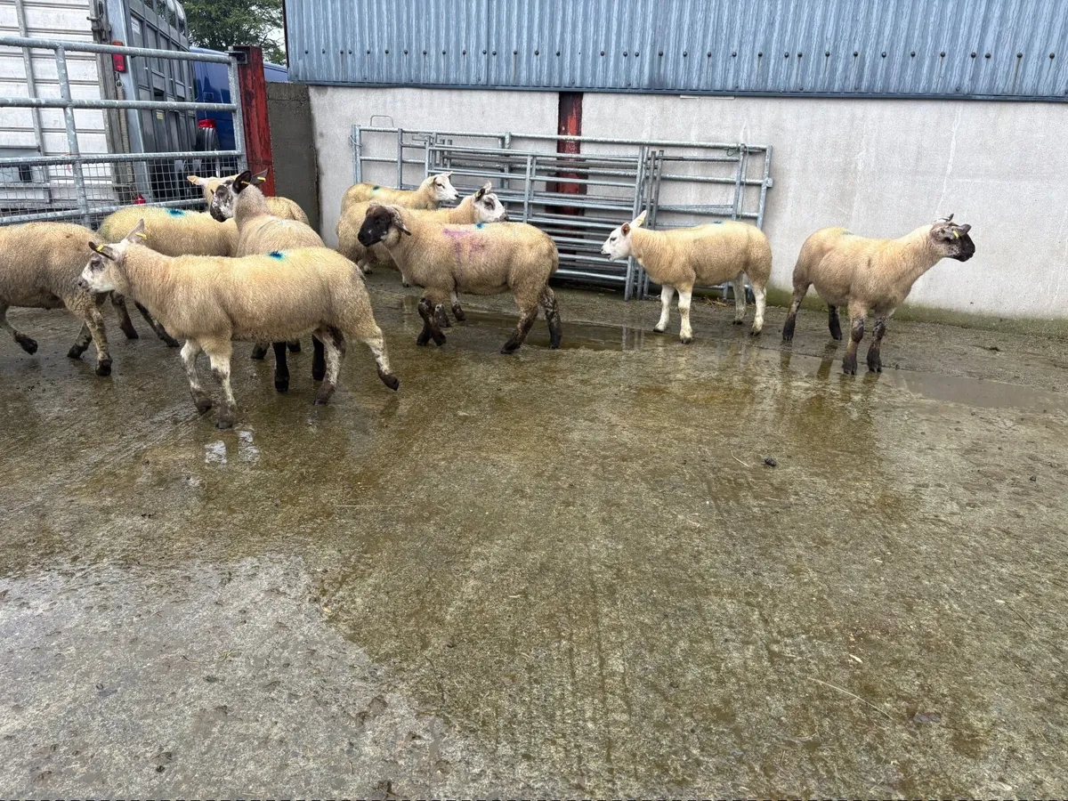 Store lambs - Image 3