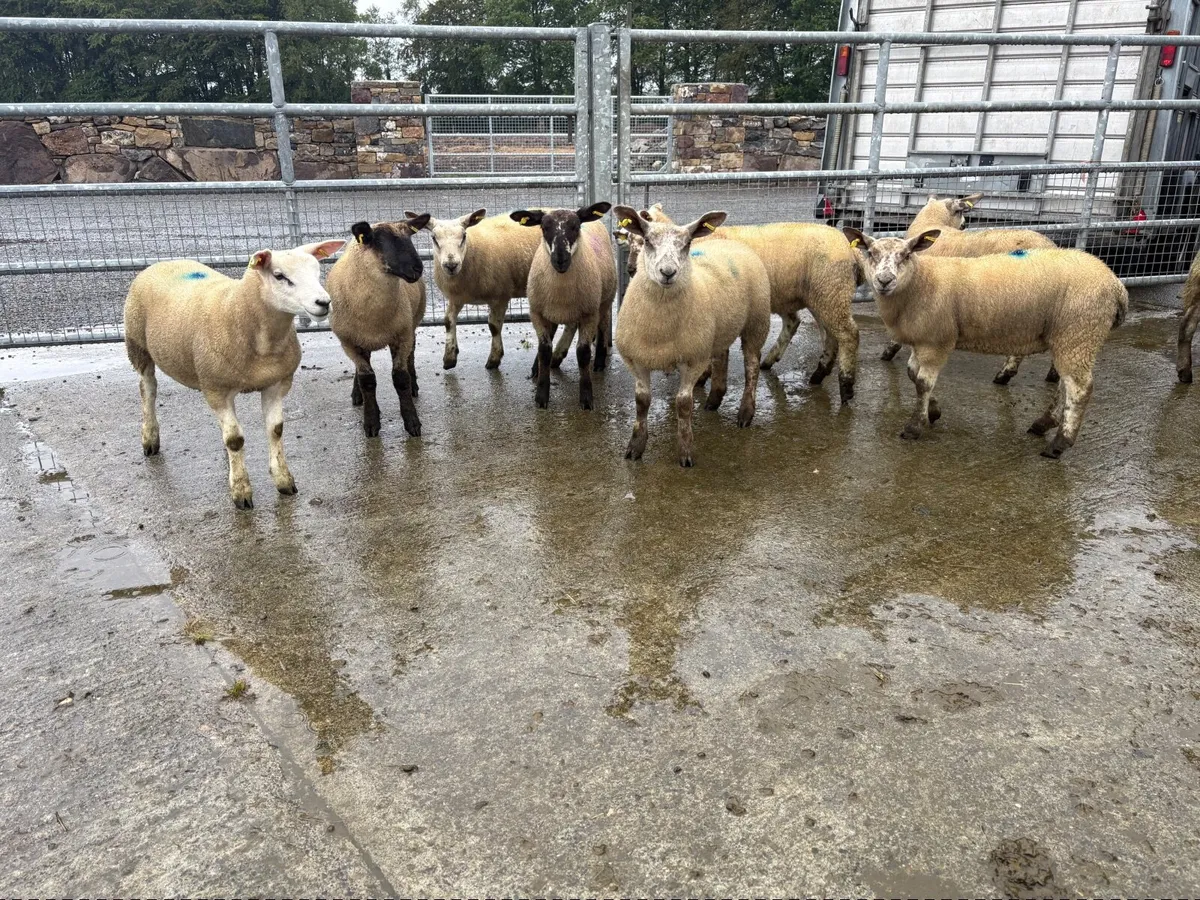 Store lambs - Image 4