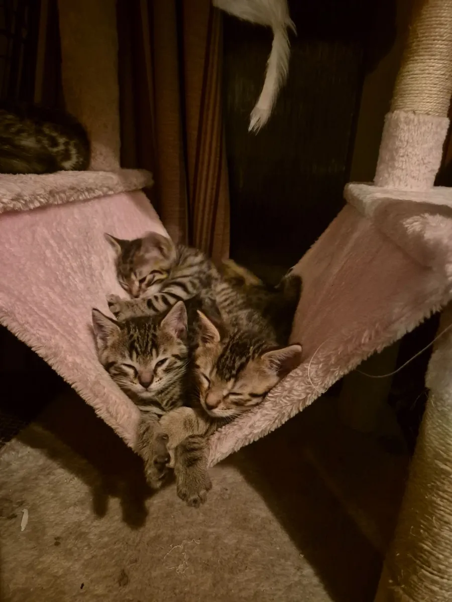 Bengal kittens available - Image 1