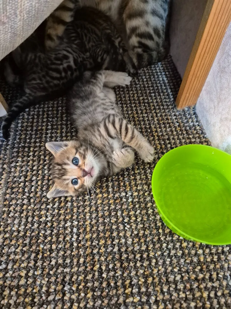 Bengal kittens available - Image 2
