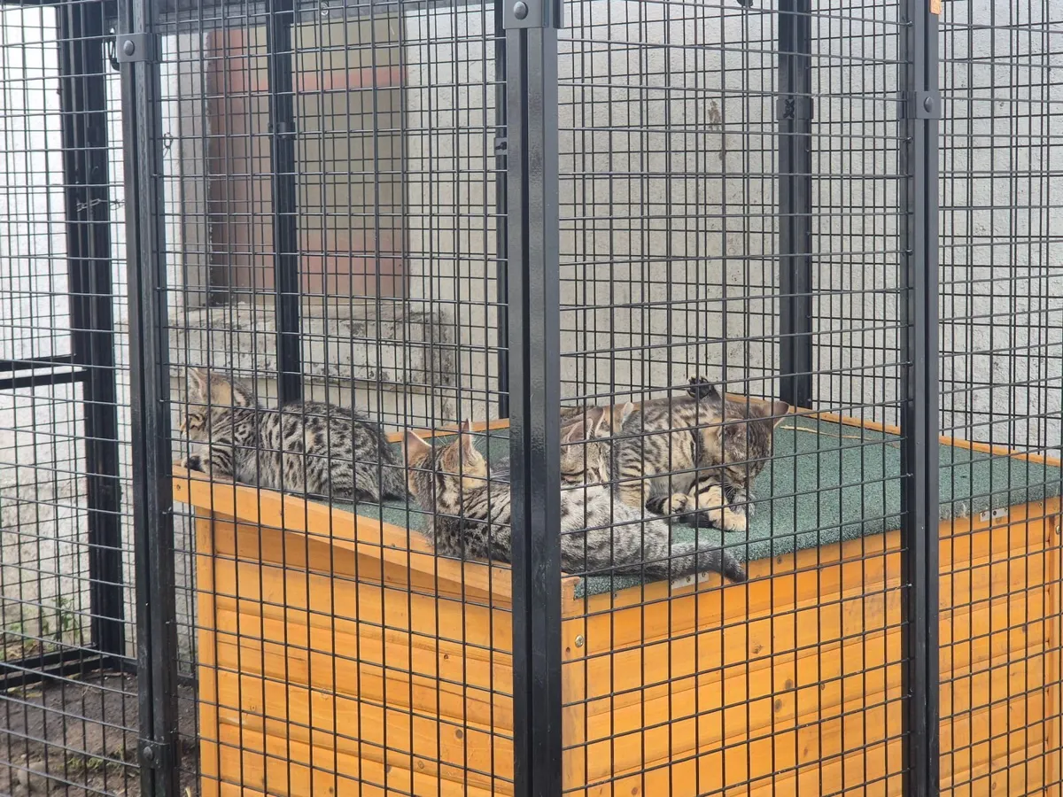 Bengal kittens available - Image 3