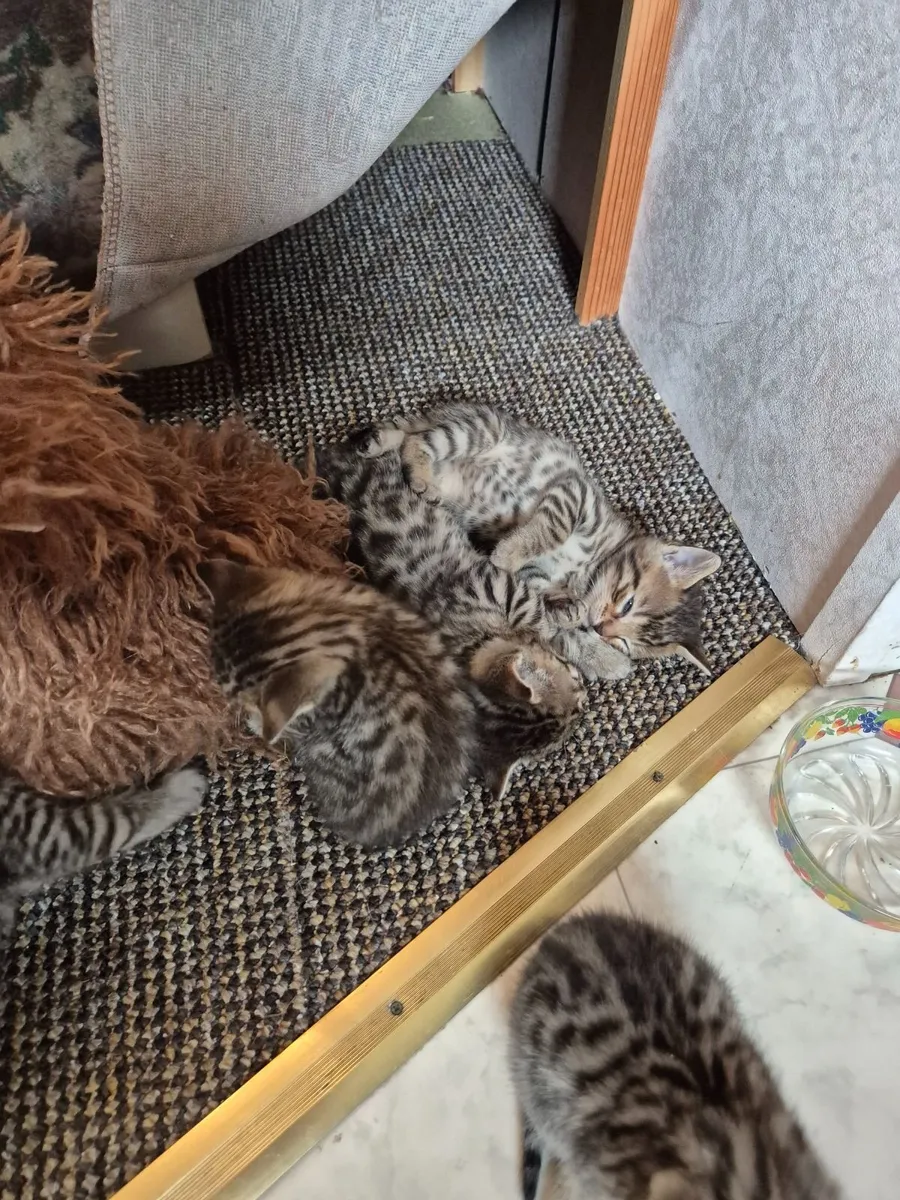 Bengal kittens available - Image 4