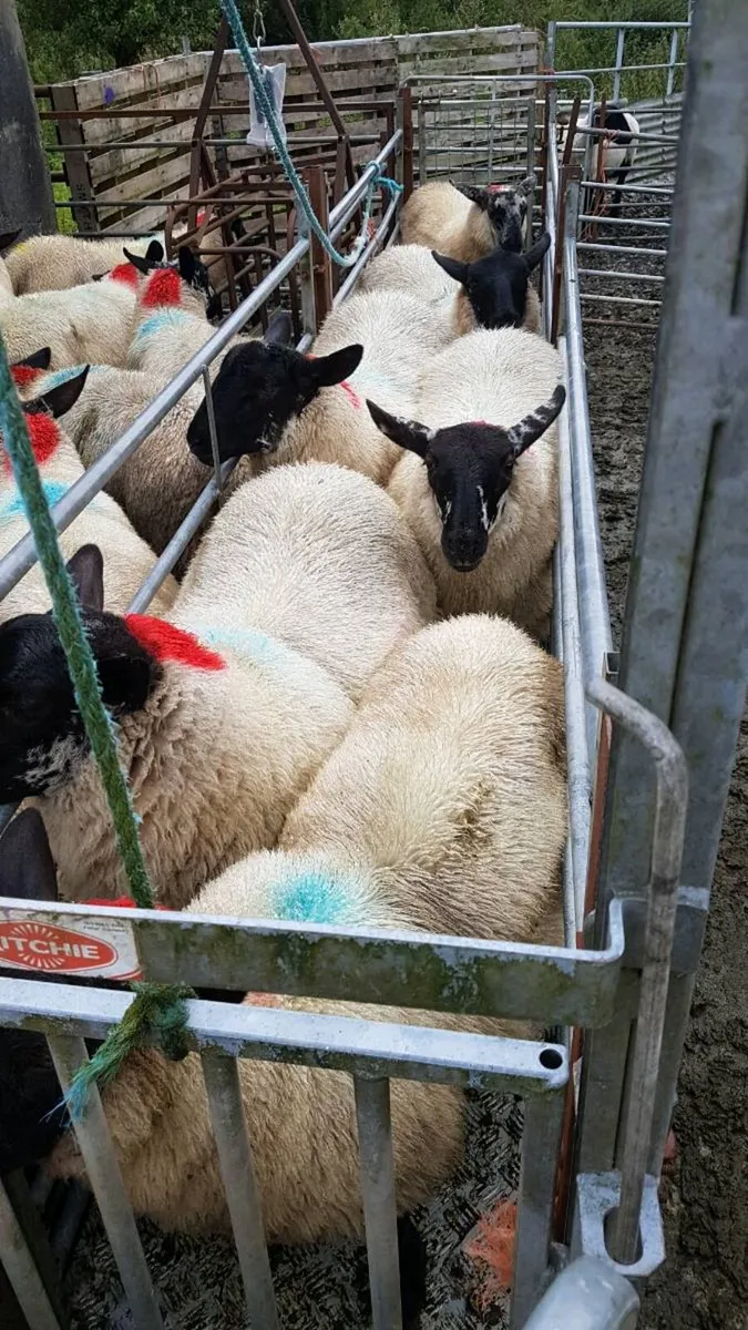 Suffolk cross ewe lambs@ Coolaney mart 08/08/26 - Image 3