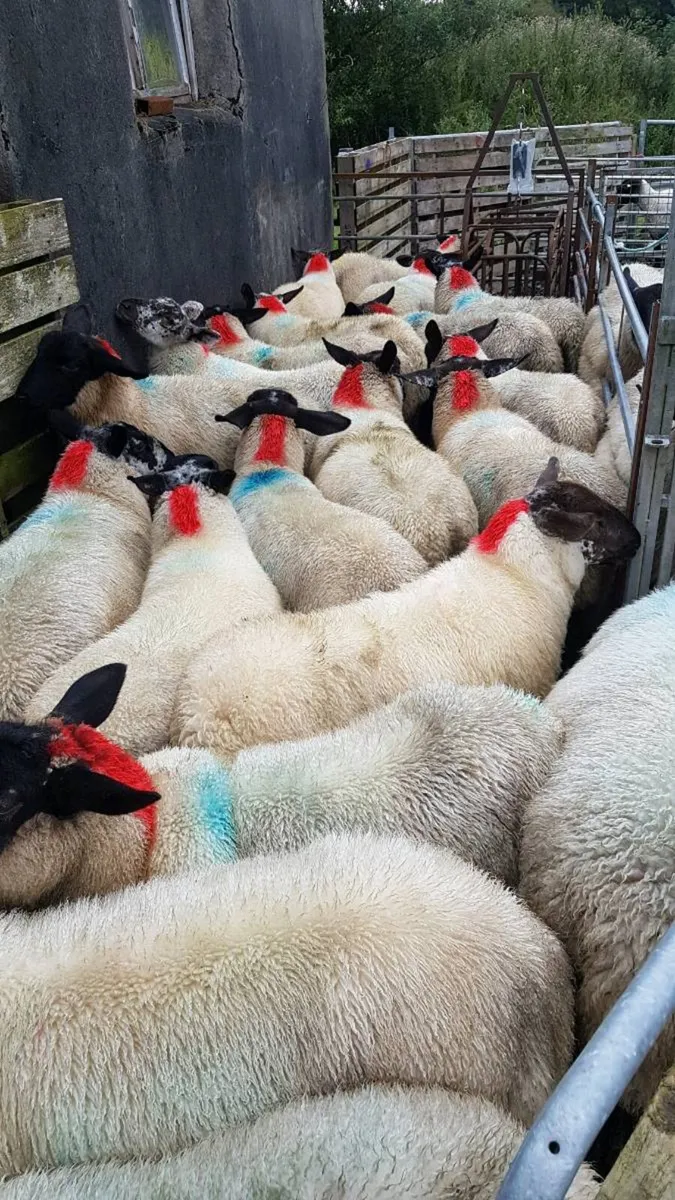 Suffolk cross ewe lambs@ Coolaney mart 08/08/26 - Image 4