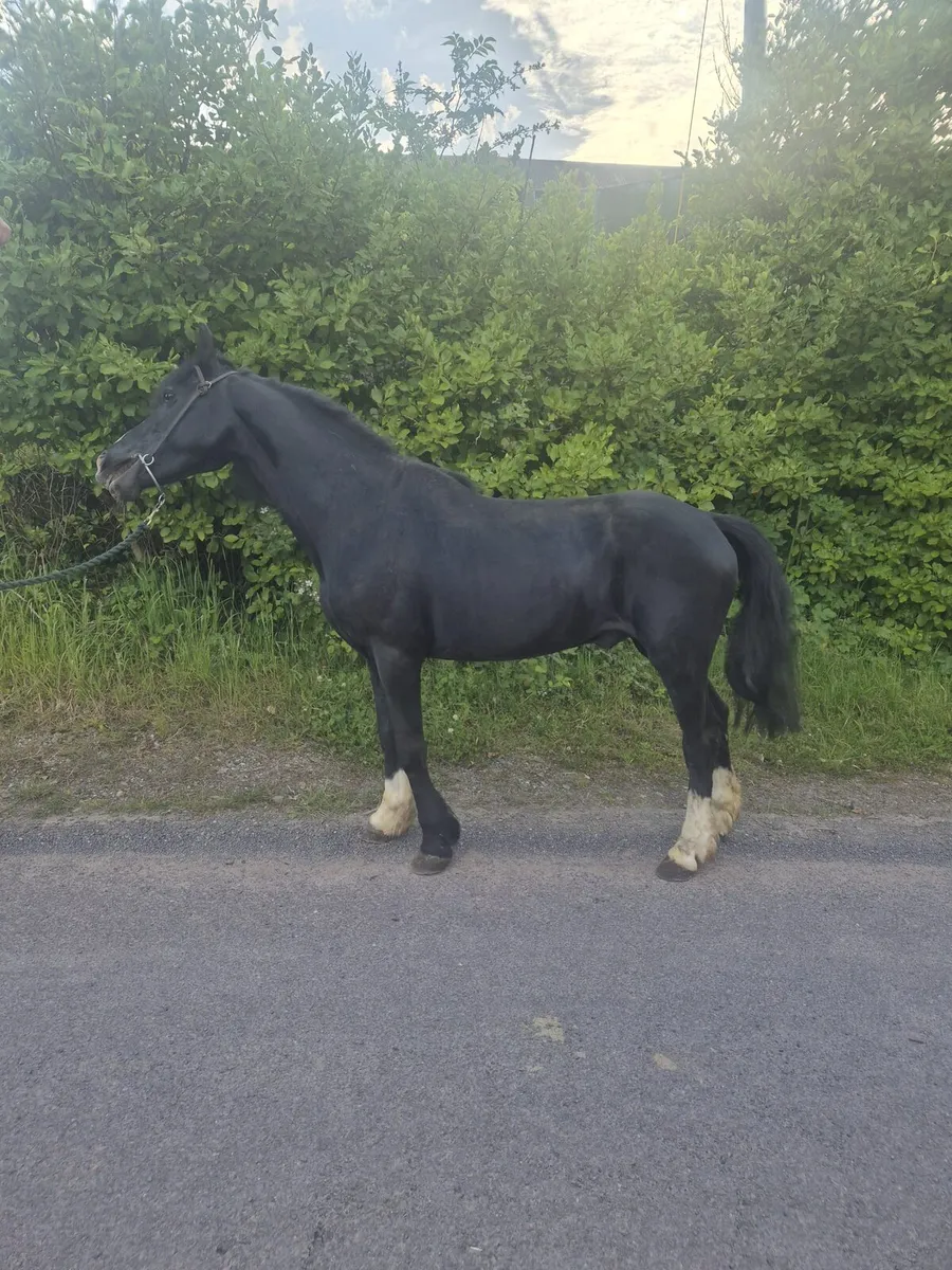 Pony stallion - Image 2