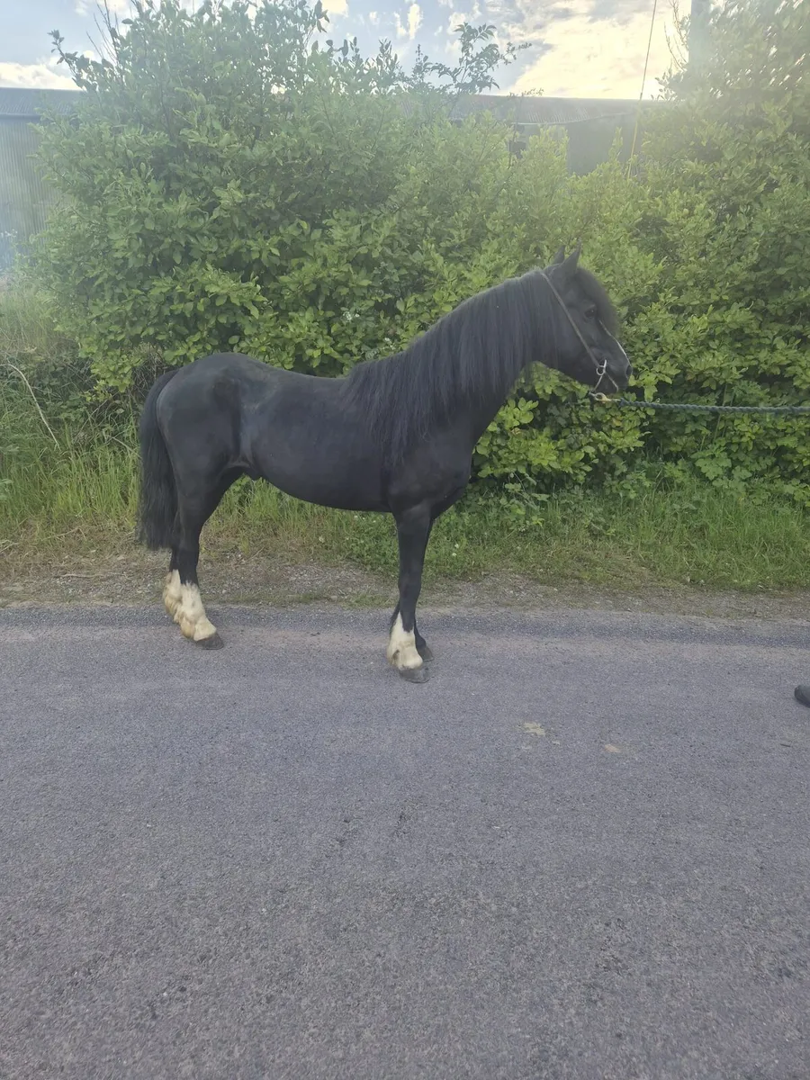 Pony stallion - Image 3