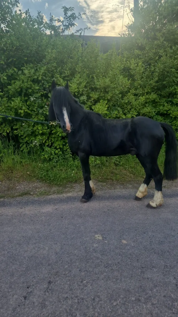 Pony stallion - Image 1