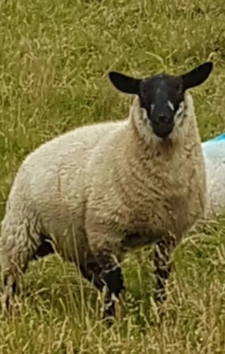 Suffolk cross ewe lambs@ Coolaney mart 08/08/26 - Image 2