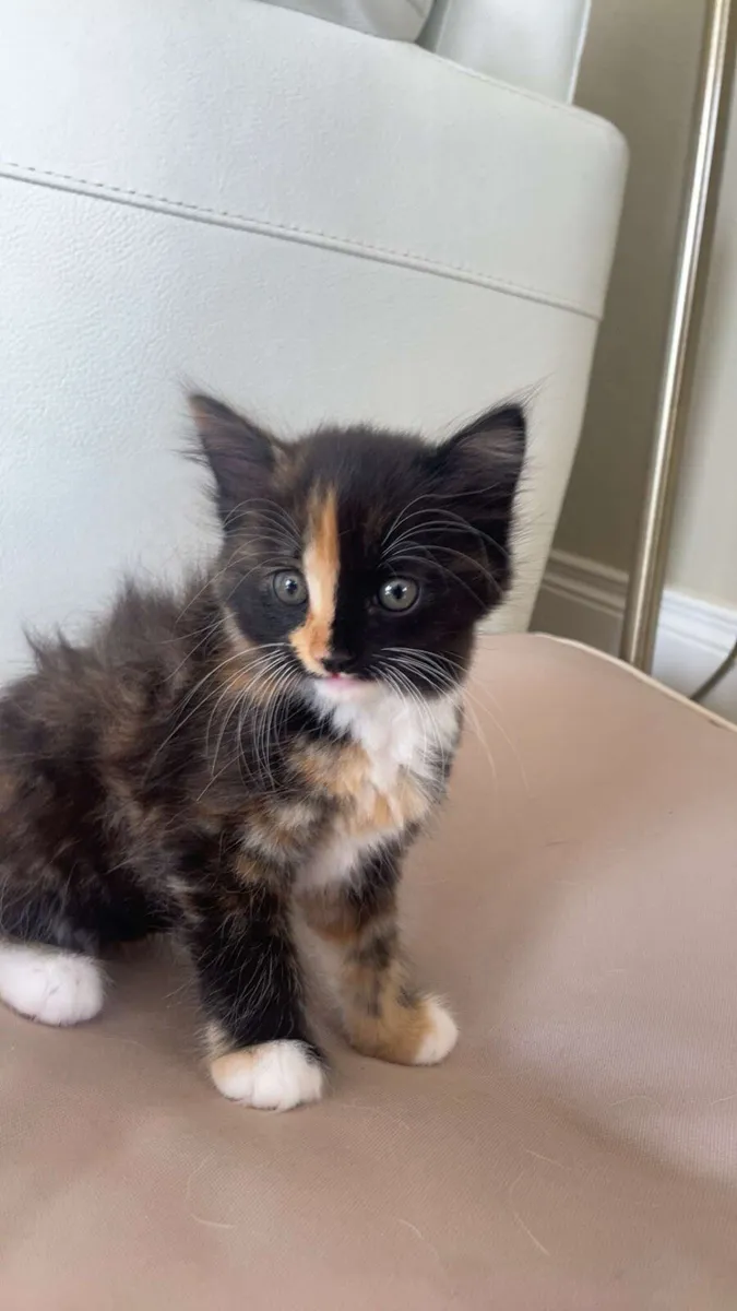 3 playful kittens - Image 1