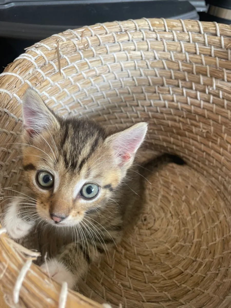 3 playful kittens - Image 2