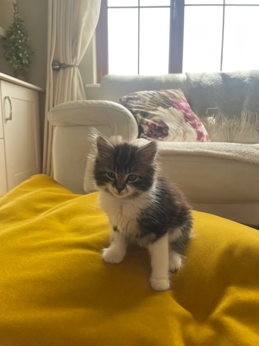 3 playful kittens - Image 3