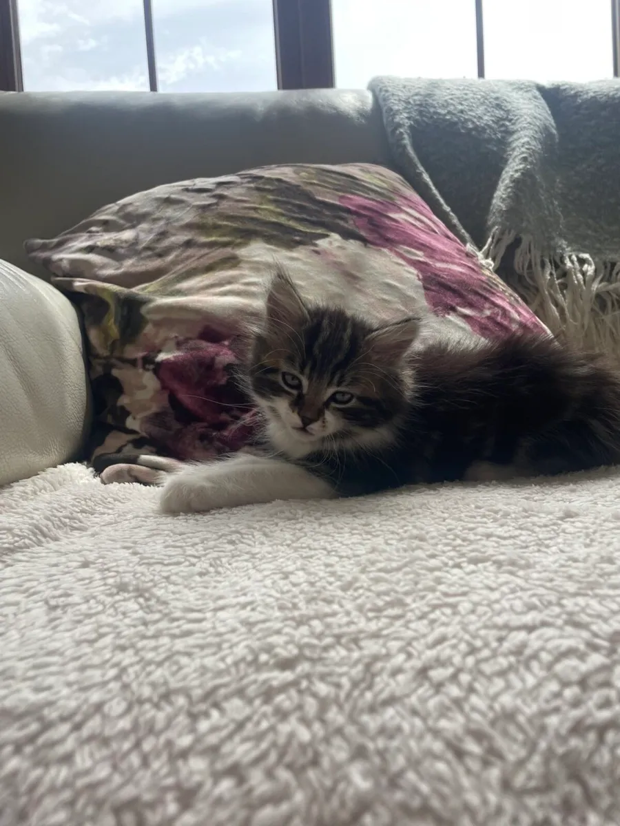 3 playful kittens - Image 4