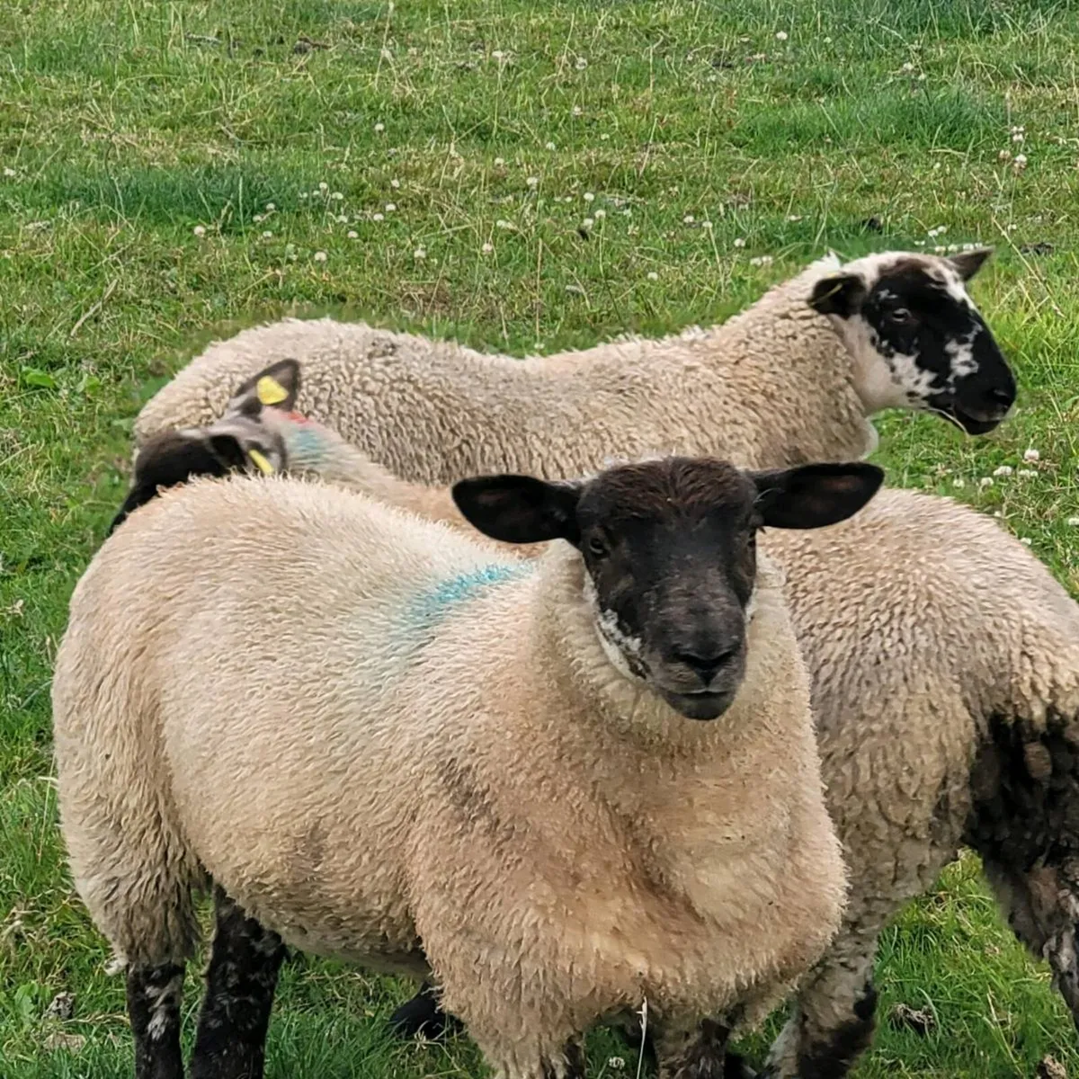 Smashing Ewe Lambs Today Roscommon - Image 1
