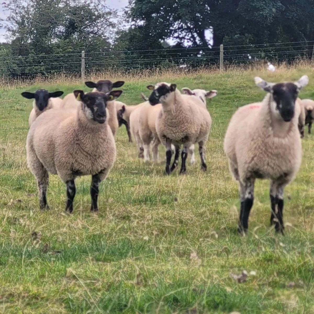 Smashing Ewe Lambs Today Roscommon - Image 2