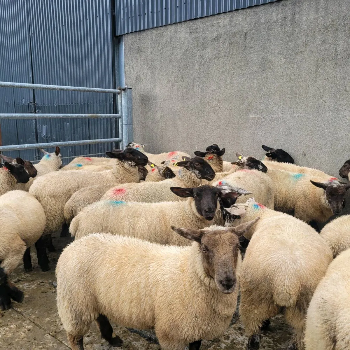 Smashing Ewe Lambs Today Roscommon - Image 3