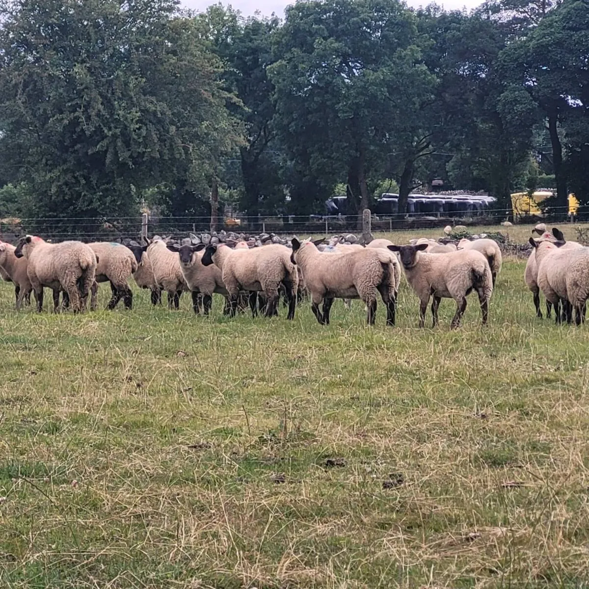 Smashing Ewe Lambs Today Roscommon - Image 4