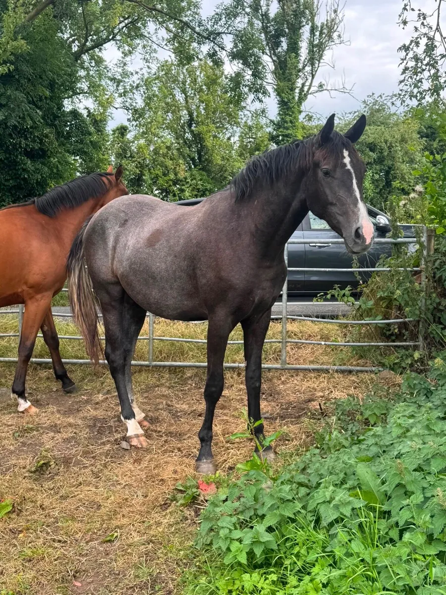 Sport horses - Image 2
