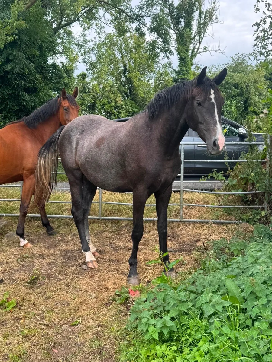 Sport horses - Image 3