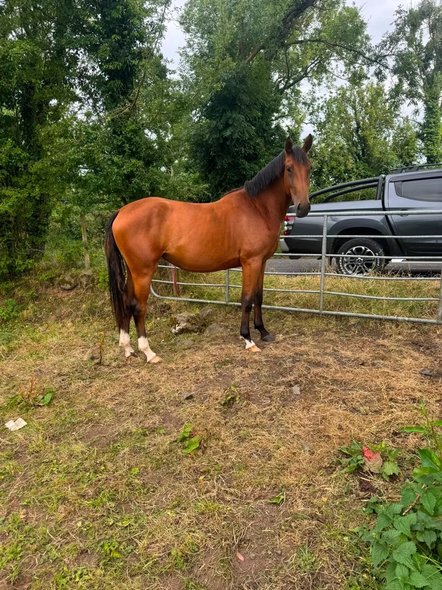 Sport horses - Image 4
