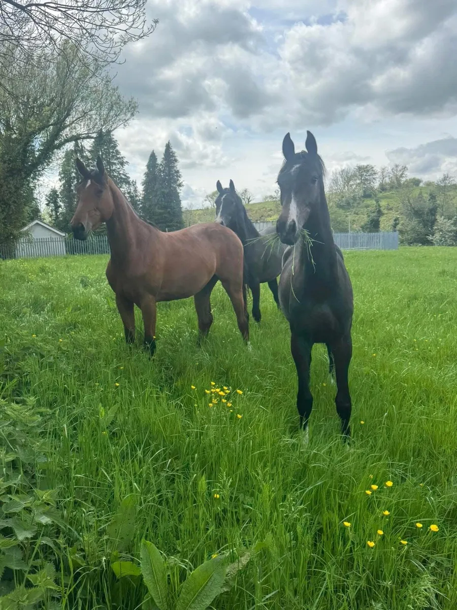 Sport horses - Image 1