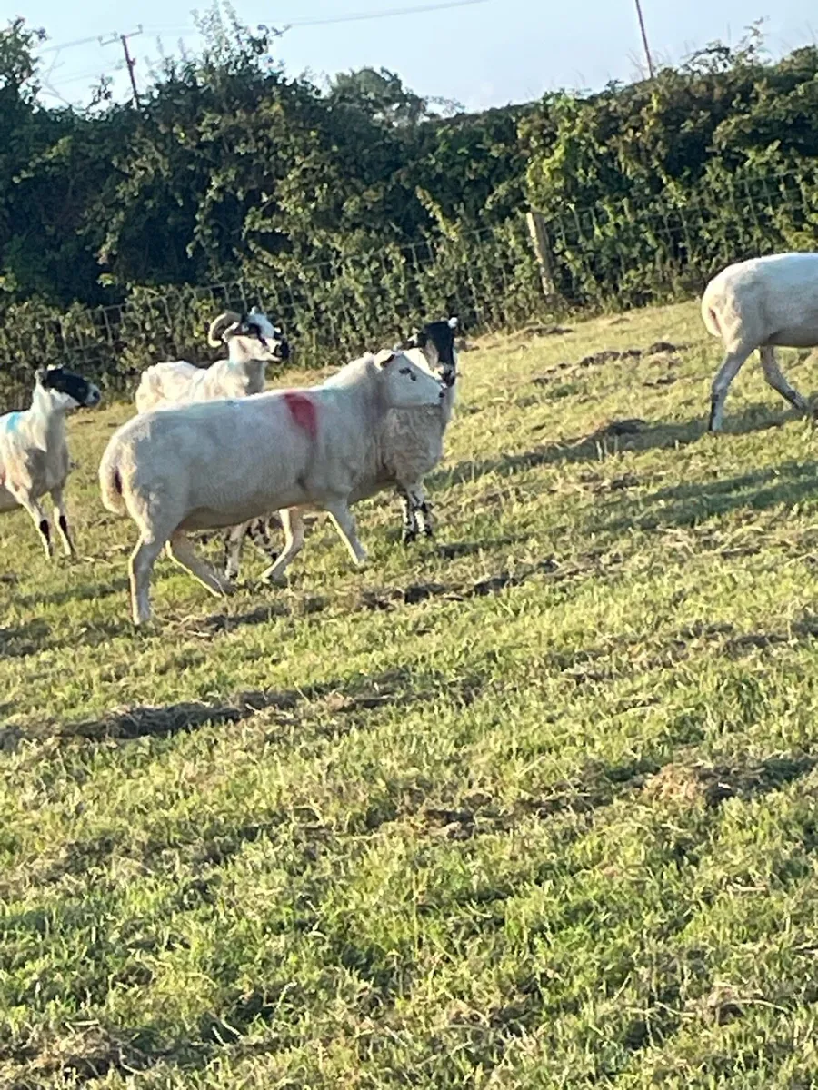 Solid ewes - Image 1