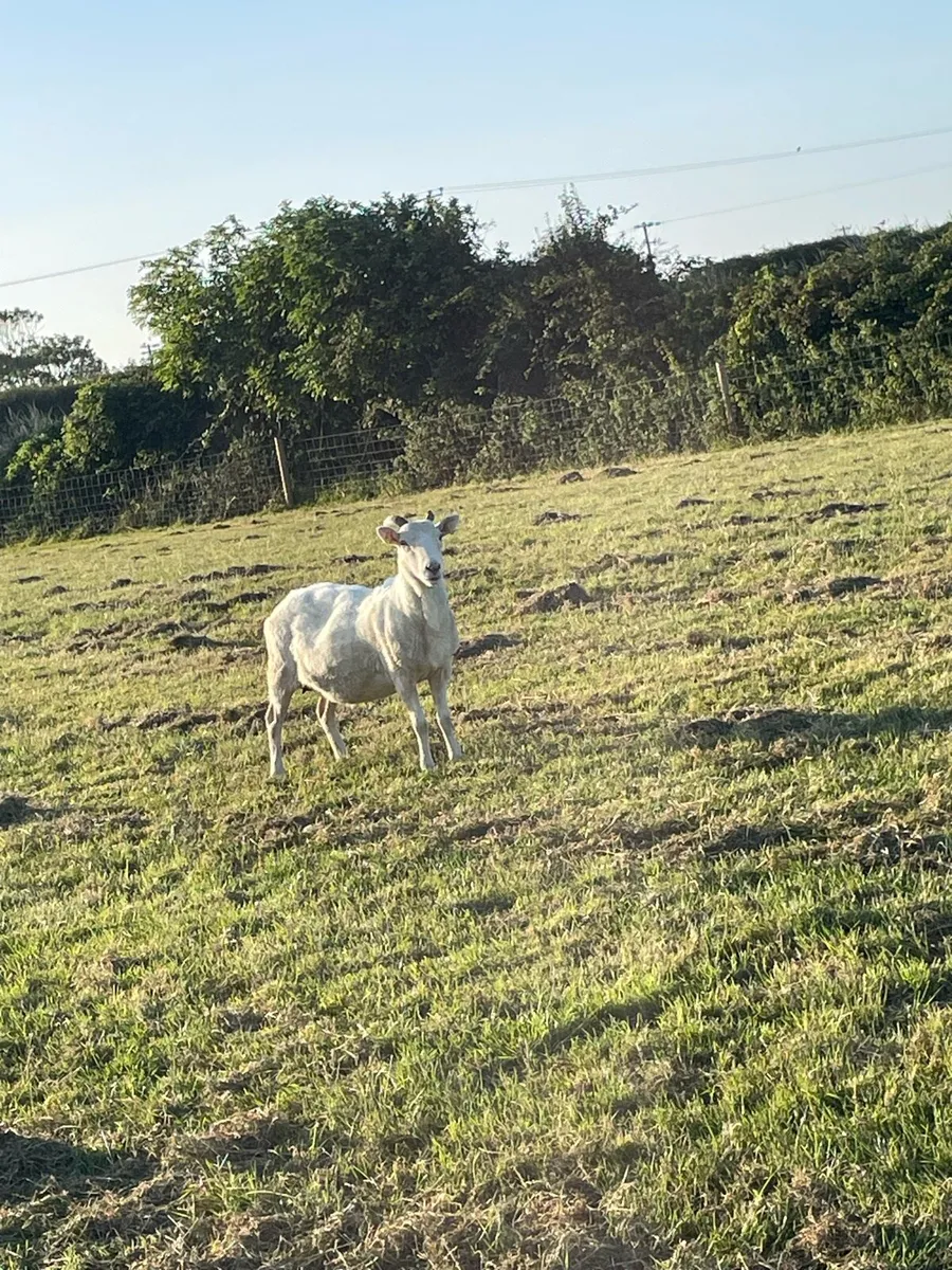 Solid ewes - Image 2
