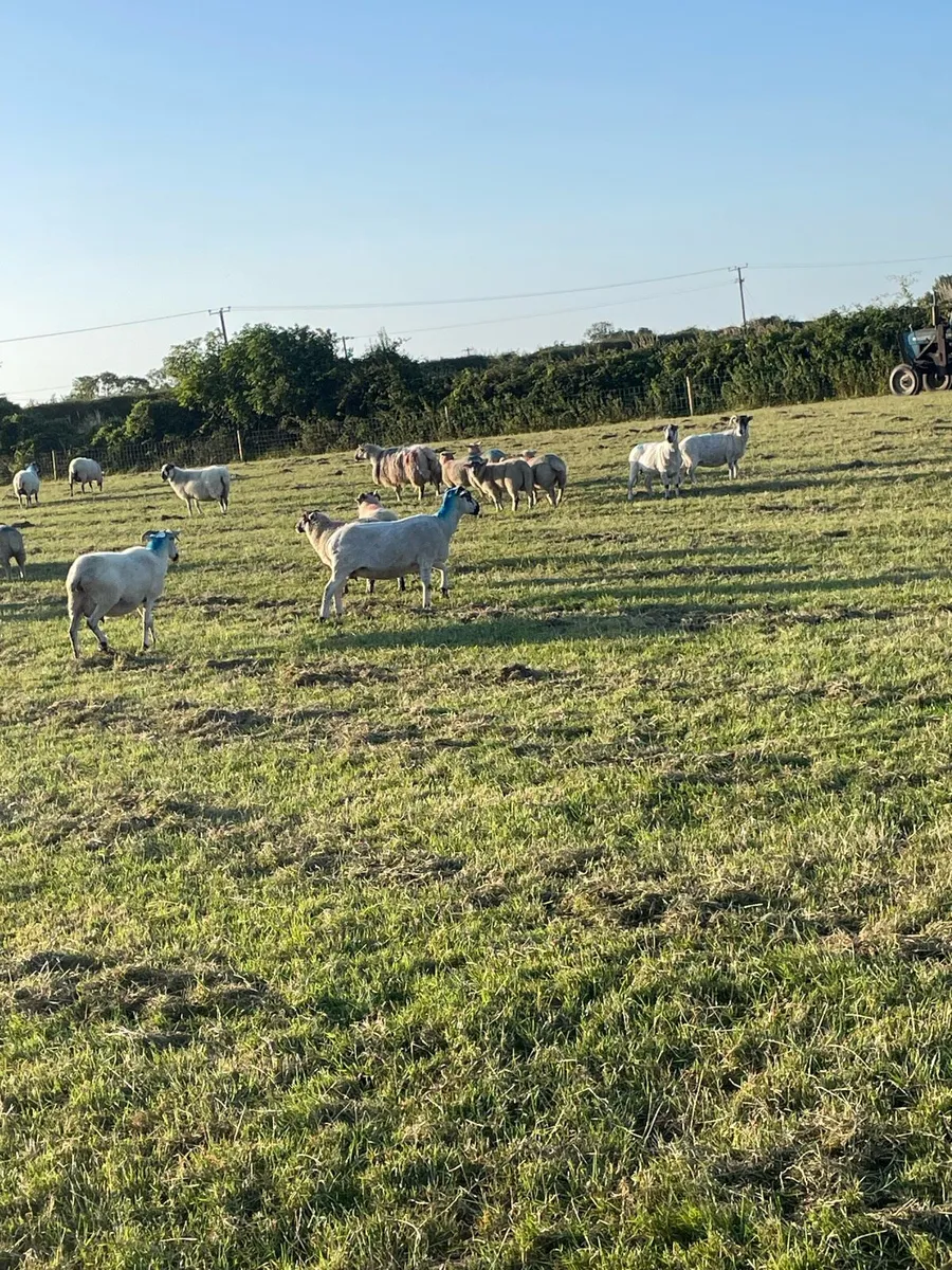 Solid ewes - Image 3