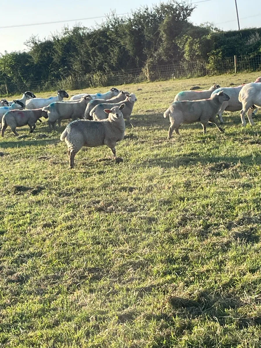 Solid ewes - Image 4