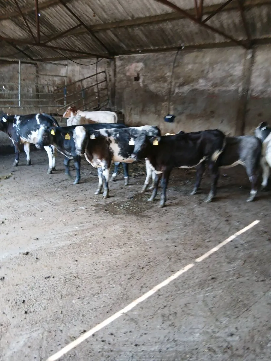 16 cow making BB hfs for sale - Image 2