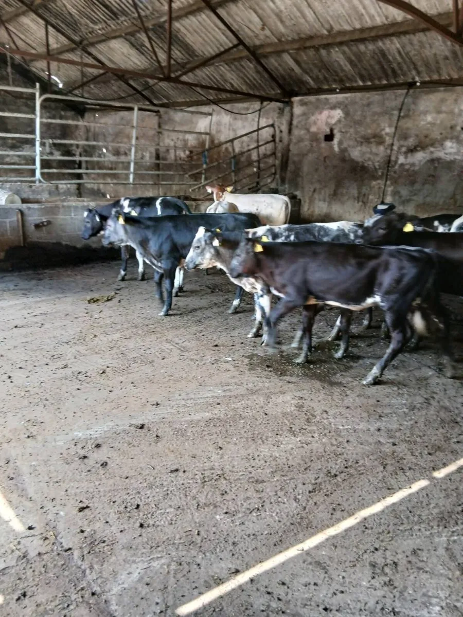 16 cow making BB hfs for sale - Image 3