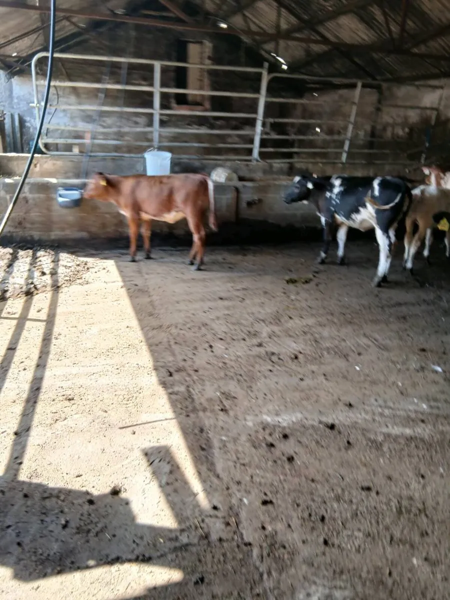 16 cow making BB hfs for sale - Image 4