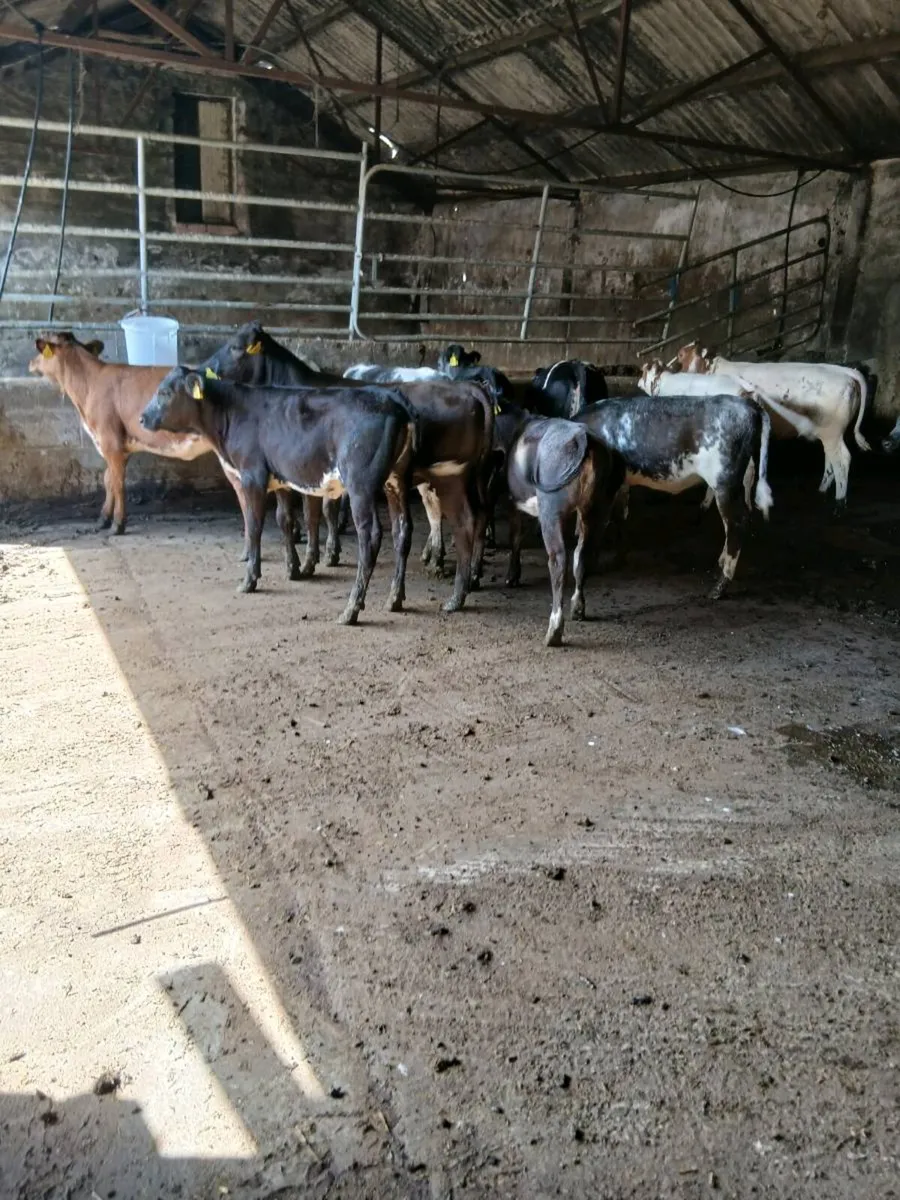 16 cow making BB hfs for sale - Image 1