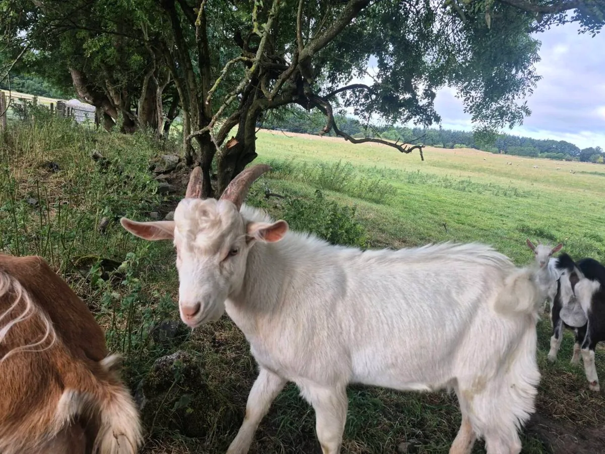 Goats - Image 2
