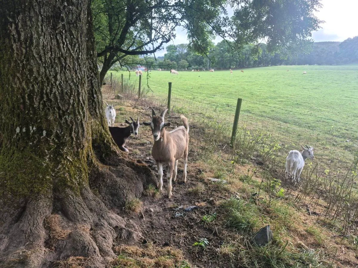 Goats - Image 3