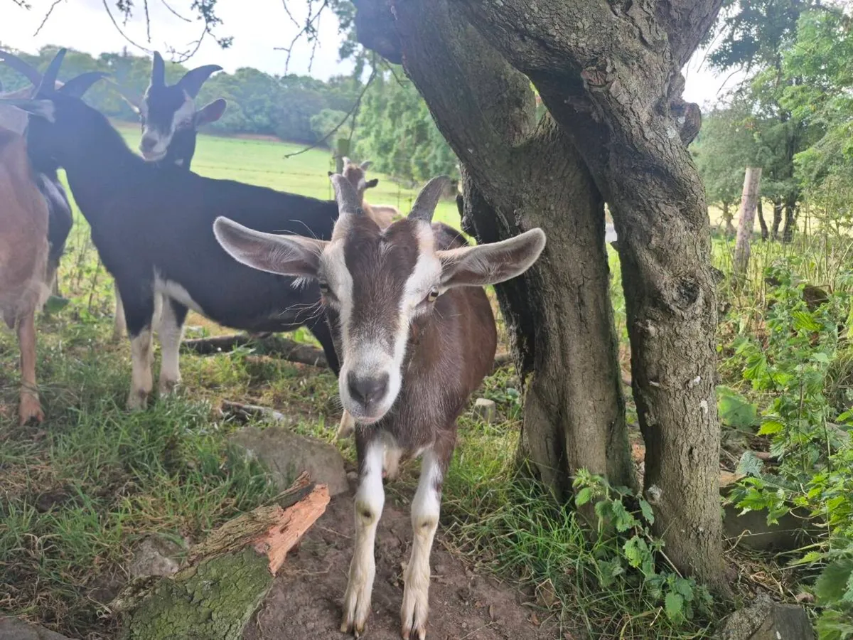Goats - Image 4