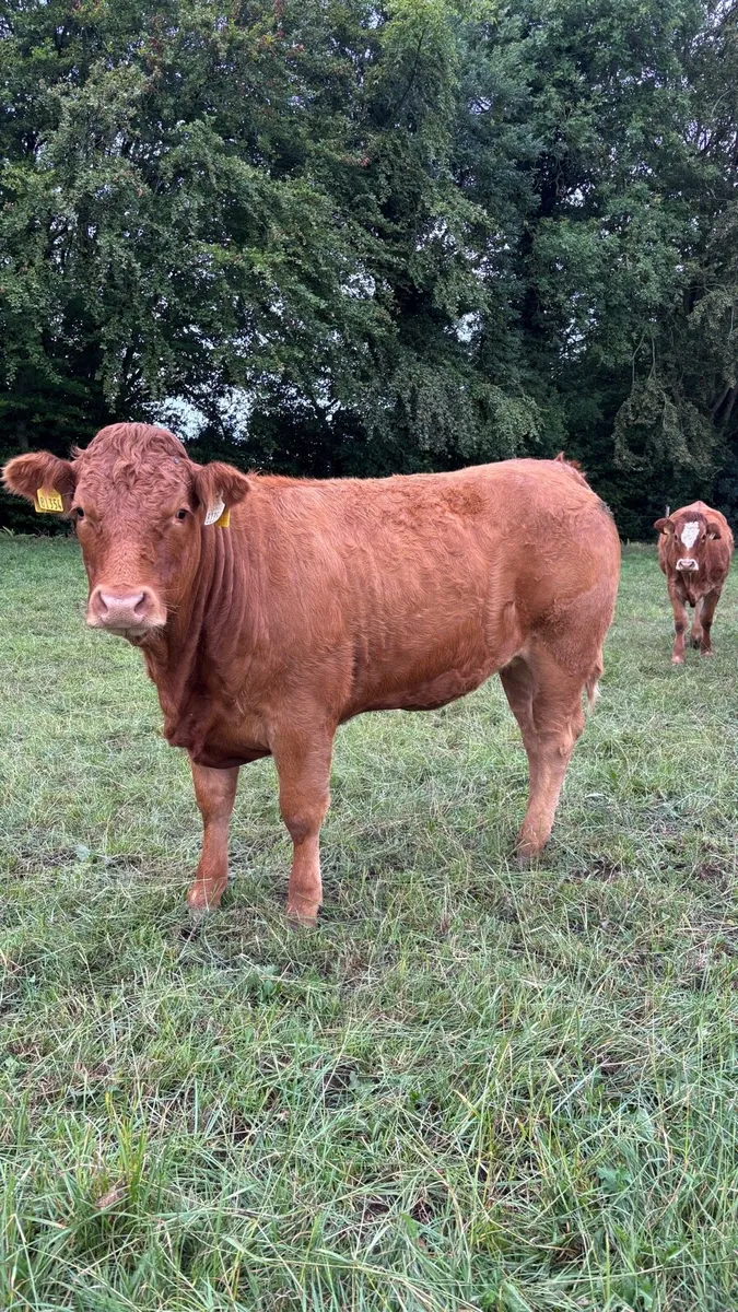 Top Quality Breeding Heifers - Image 2