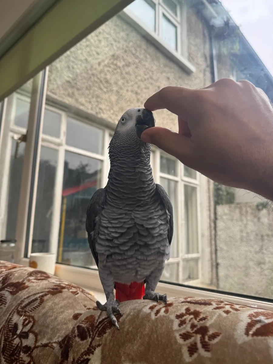 African grey parrot - Image 1