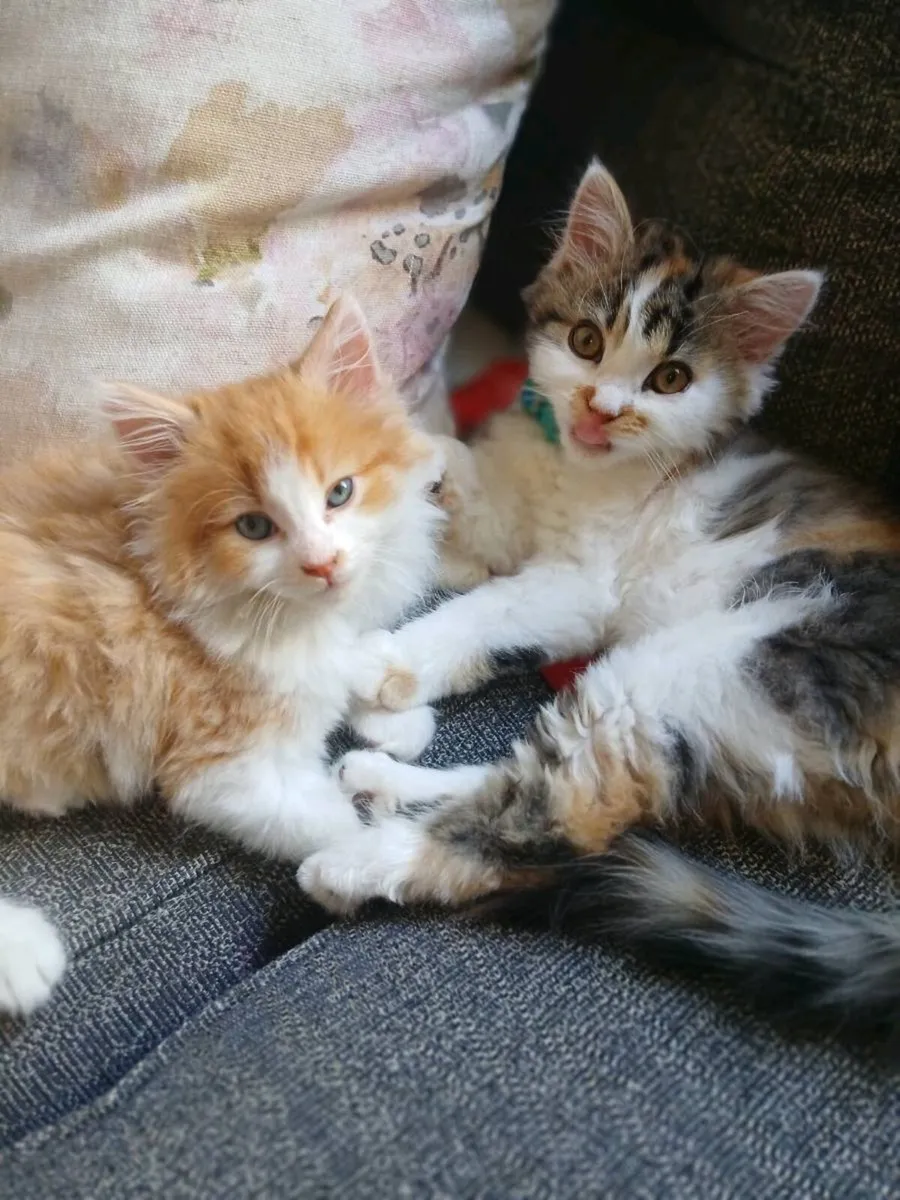 Kitten - Image 1