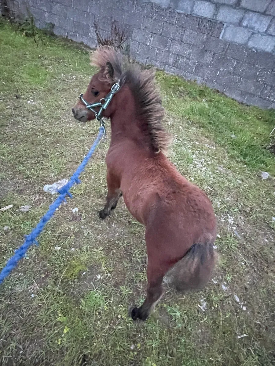 Colt foal - Image 1