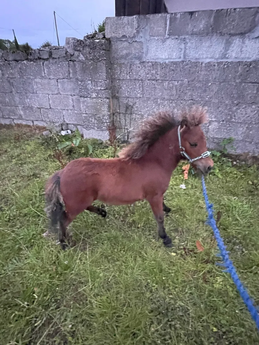 Colt foal - Image 2