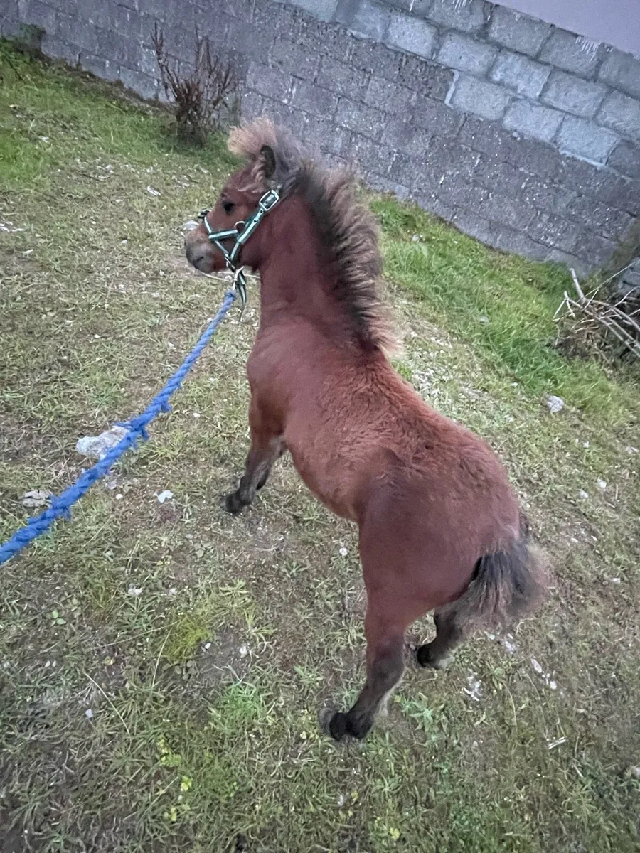 Colt foal - Image 3