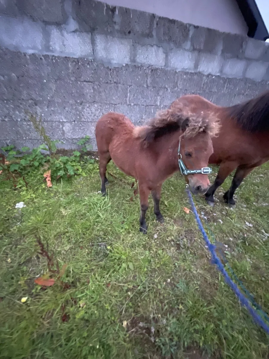 Colt foal - Image 4